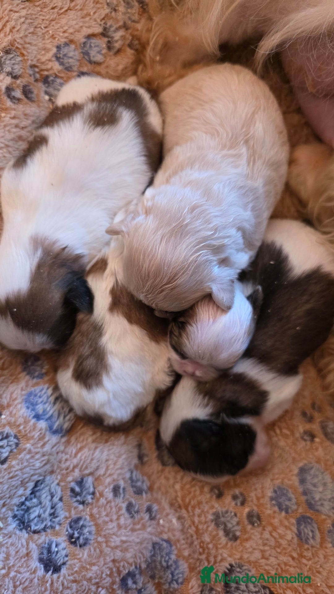 Shih Tzu perros en venta: Shiht-zu toy  - Anuncio 3
