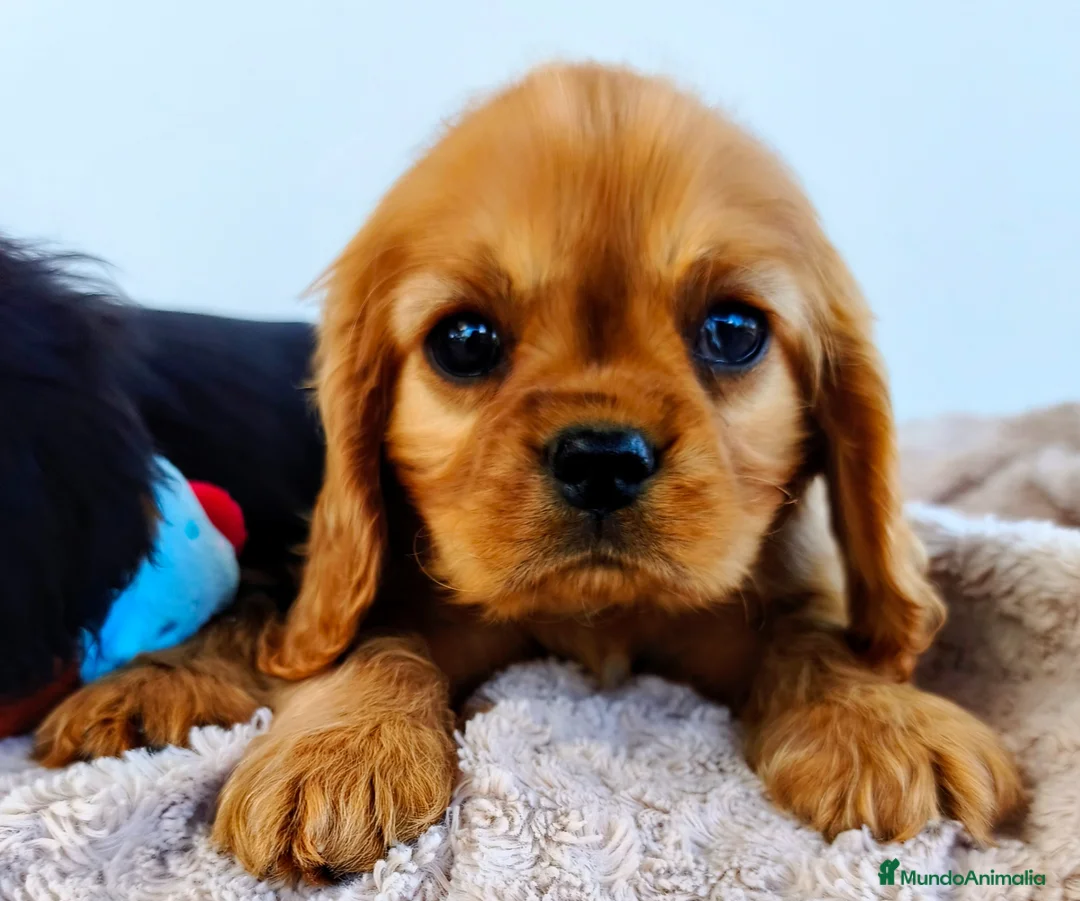 Cavalier King Charles Spaniel perros en venta: Cachorros Cavalier Ruby macho - Anuncio 1
