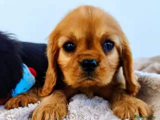 Cavalier King Charles Spaniel perros Cachorros Cavalier Ruby macho - Anuncio 1