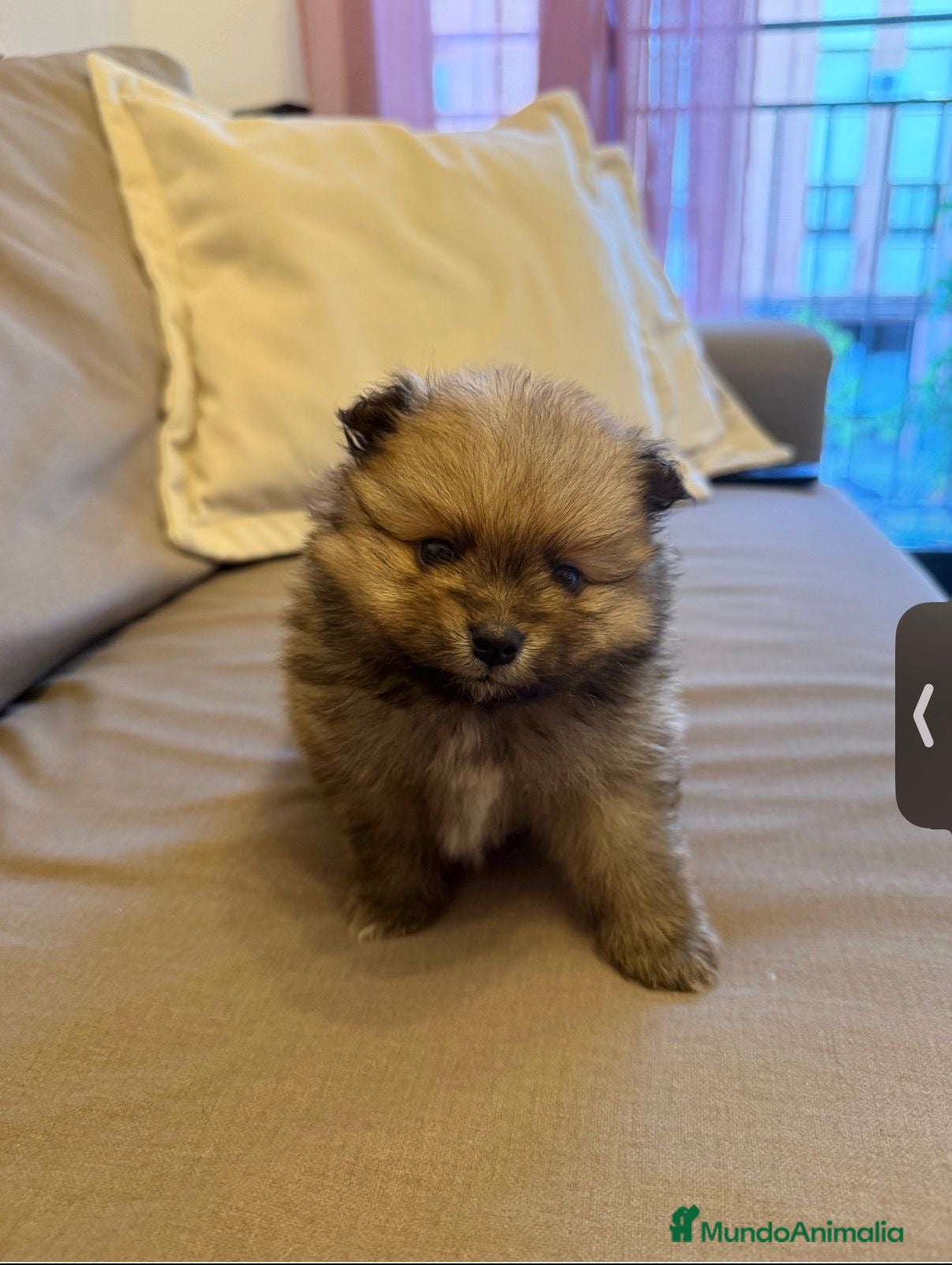 Pomerania perros Pomeranias  - Anuncio 1