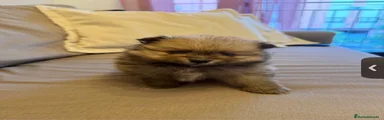Pomerania Cachorro 1