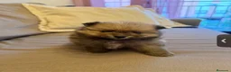 Pomerania perros en venta: Pomeranias  - Anuncio 1