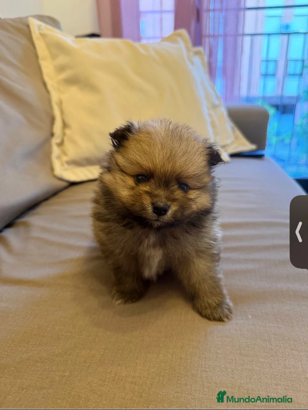 Pomerania perros en venta: Pomeranias  - Anuncio 1