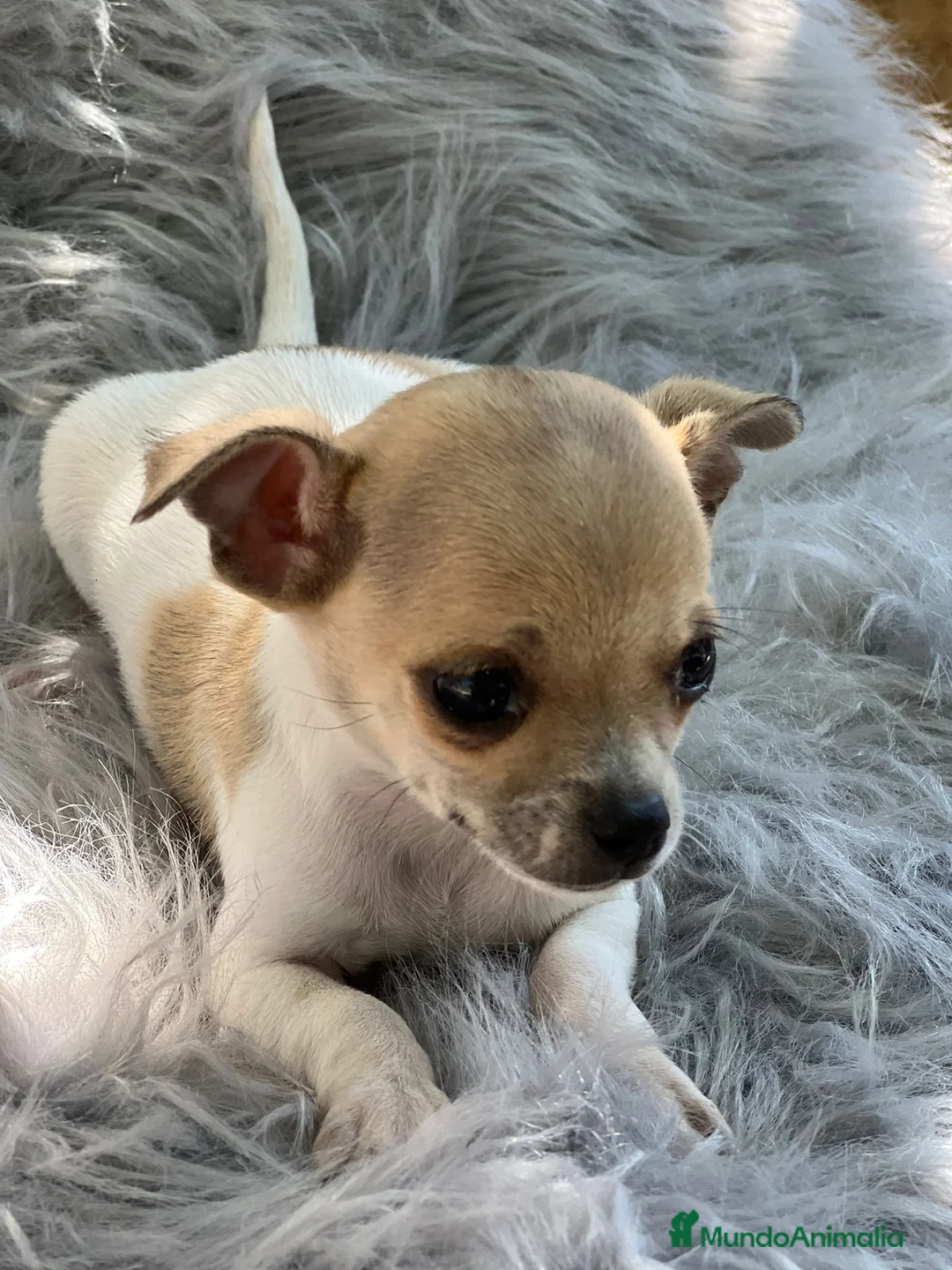 Chihuahua perros en venta: Chihuahua bicolor en Barcelona - Anuncio 2