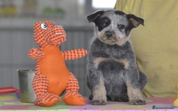 Boyero de Australia perros en venta: Cachorro de boyero Australiano - Imagen 2