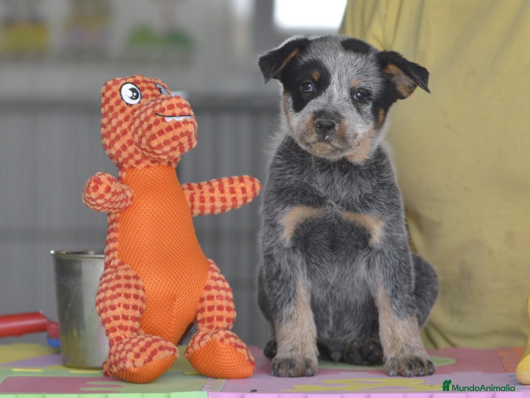 Boyero de Australia perros en venta: Cachorro de boyero Australiano - Imagen 2