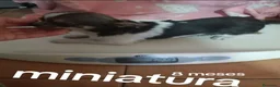 Chihuahua perros en venta: Cachorro de 8 meses super toy en Alicante - Anuncio 1