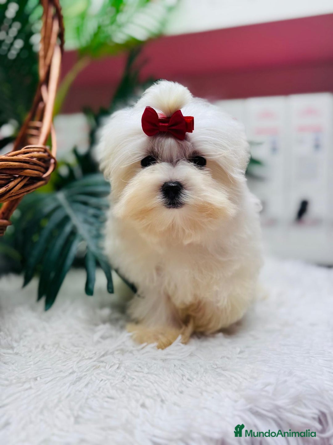 Bichón Maltés perros en venta: BICHON MALTES HEMBRA - Anuncio 11