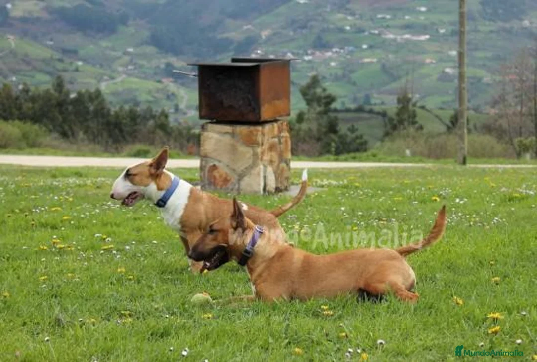 Imagen de galería {{count}}