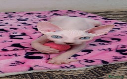 Sphynx gatos en venta: Preciosa camada lista para entregar  - Imagen 2