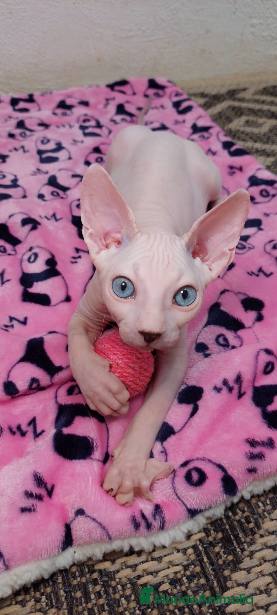 Sphynx gatos en venta: Preciosa camada lista para entregar  - Imagen 2