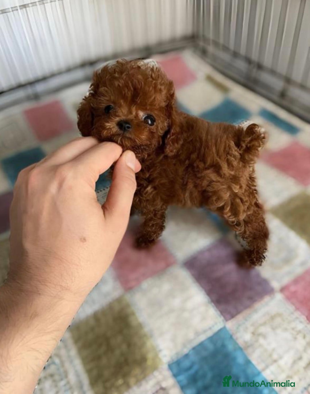 Caniche Toy perros en venta: Caniche Asiatico - Anuncio 1