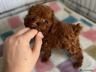 Caniche Toy perros Caniche Asiatico - Anuncio 1