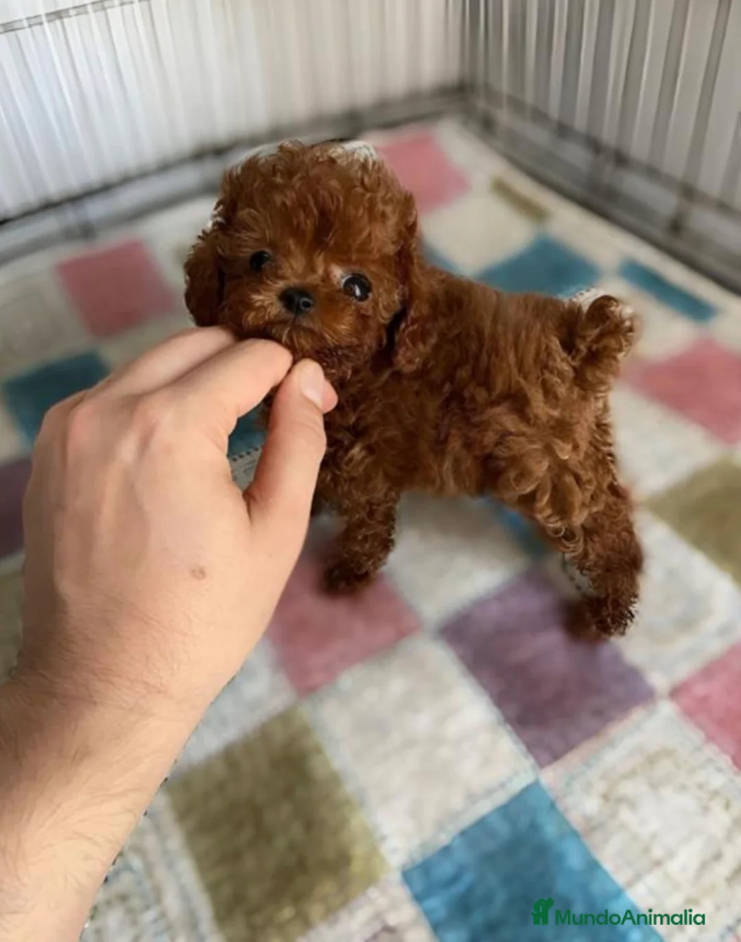 Caniche Toy perros en venta: Caniche Asiatico - Anuncio 1