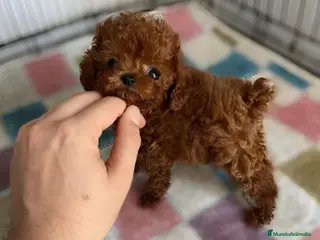 Caniche Toy perros Caniche Asiatico - Anuncio 22