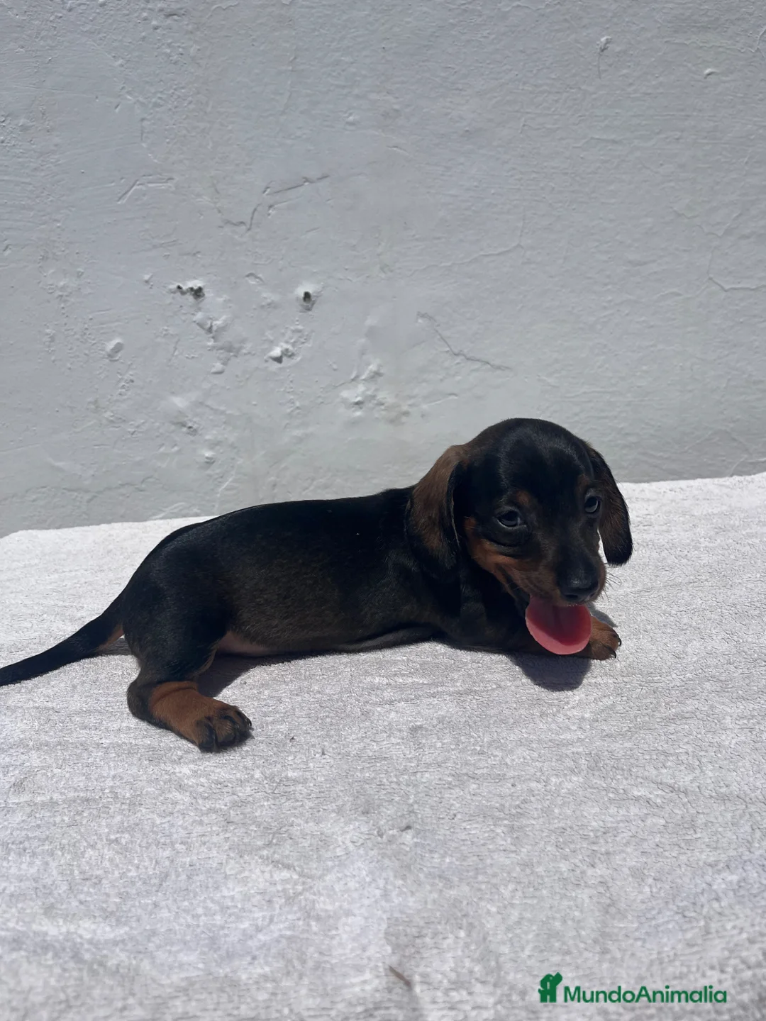 Teckel Miniatura perros en venta: Cachorros de teckel - Anuncio 2