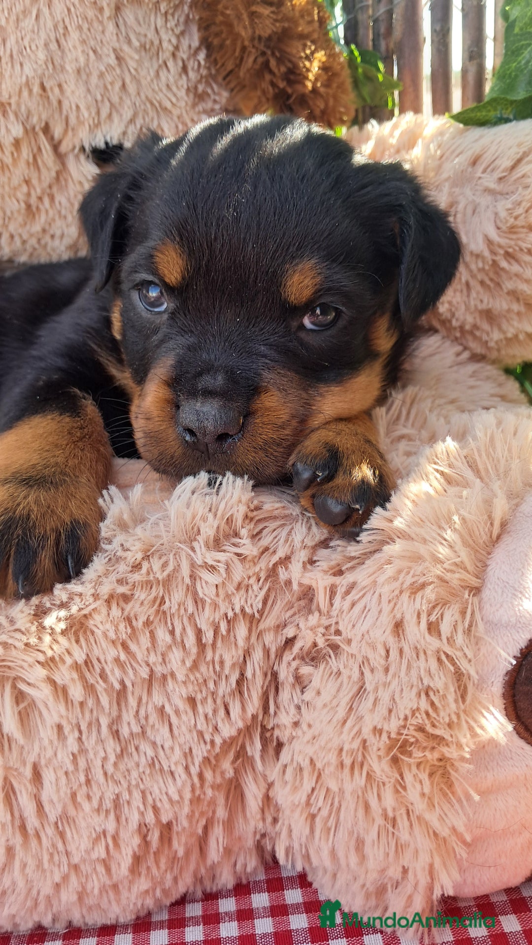 Rottweiler perros en venta: Bebés Rottweiler  - Anuncio 3