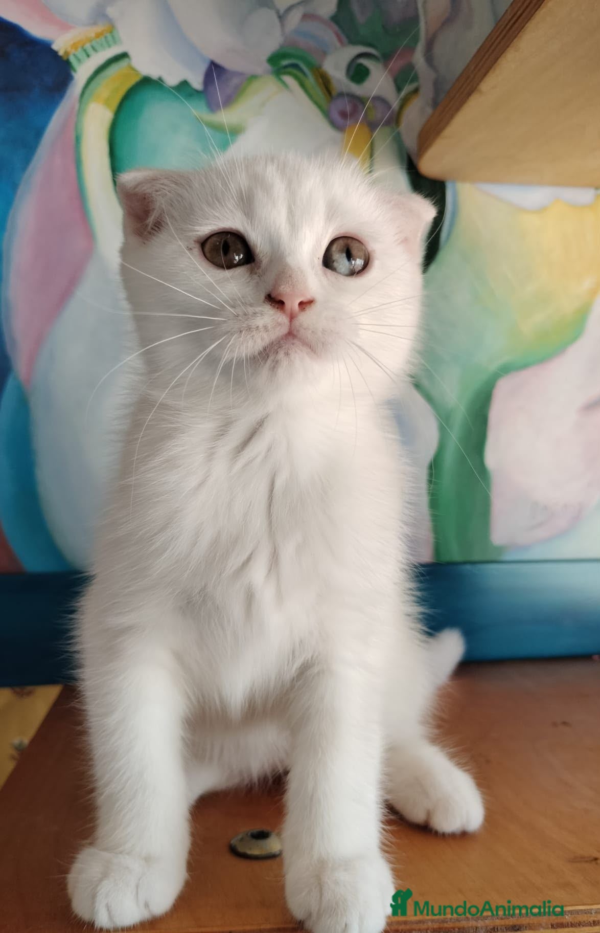 Scottish Fold gatos Macho y hembra de scotish fols blue y blanco - Anuncio 1