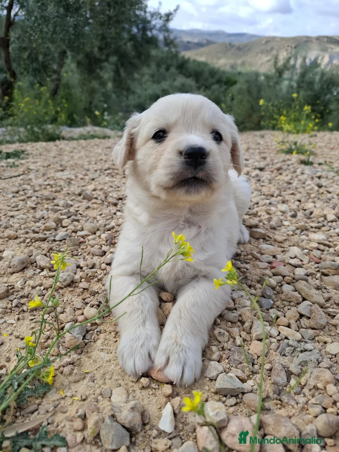 Golden Retriever perros en venta: Golden retriever 45 dias, Precio real!!! - Anuncio 2