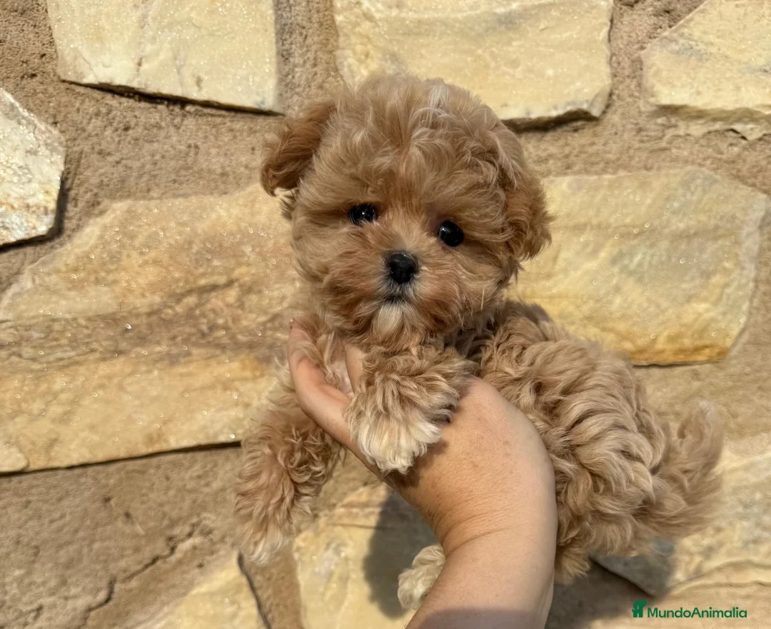 Maltipoo perros en venta: Maltipoo toy muy chiquitín !!! - Anuncio 2