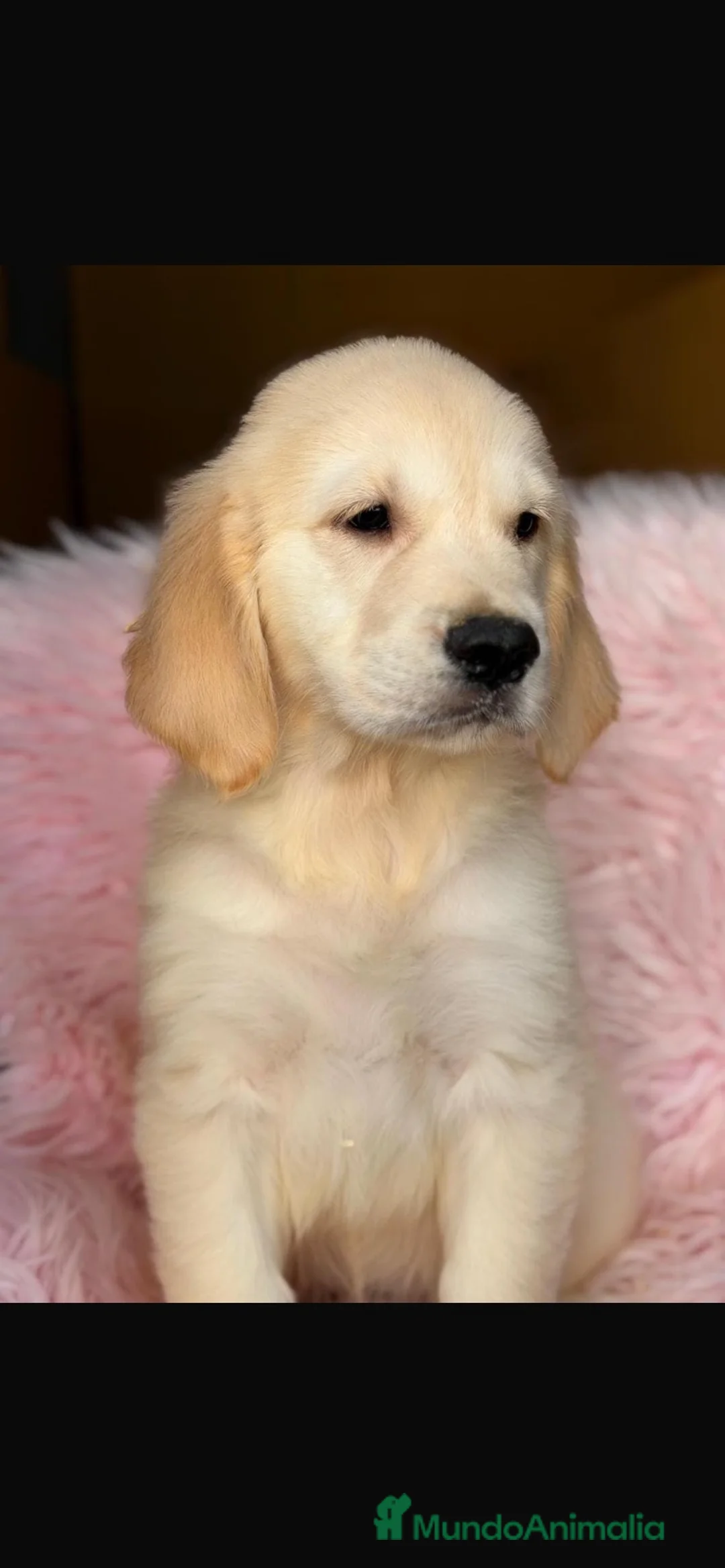 Golden Retriever perros en venta: Camada golden retriever  - Anuncio 4