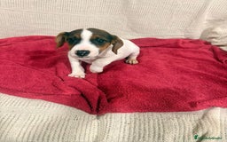 Jack Russell Terrier perros en venta: Ultimas hembras Jack Russell  - Anuncio 8