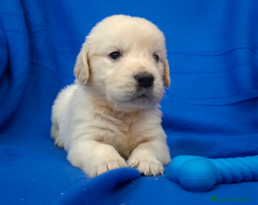Golden Retriever perros en venta: GOLDEN RETRIEVER  - Anuncio 5