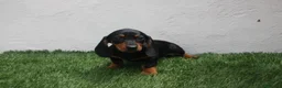 Teckel Miniatura perros en venta: Teckel Miniatura  - Anuncio 29