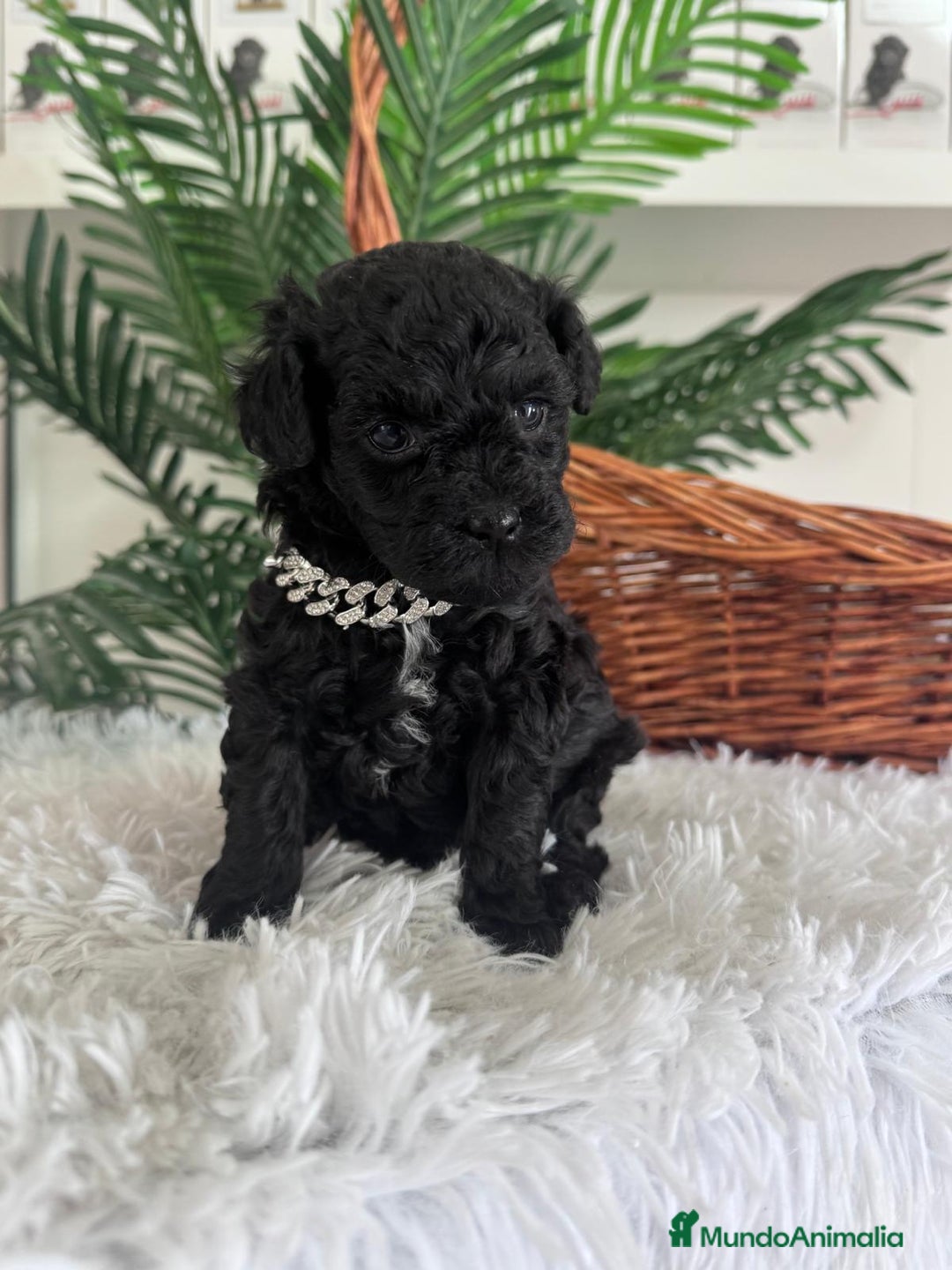 Caniche Toy perros en venta: CANICHE TOY MACHO - Anuncio 14