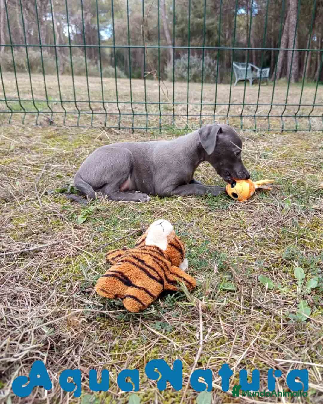Pequeño Lebrel Italiano perros en venta:  Lebrel Italiano Hembra 1 de AB y Omega AQUANATURA - Anuncio 7