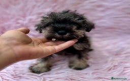 Schnauzer Miniatura perros en venta: SCHNAUZER MINIATURA SALNY PIMIENTA - Imagen 3