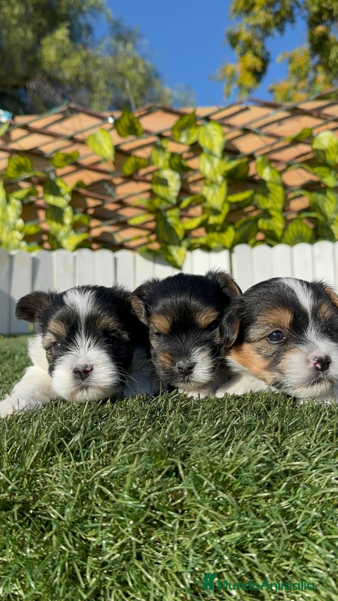 Yorkshire Terrier perros en venta: YORKSHIRE TERRIER BIEWER - Anuncio 1