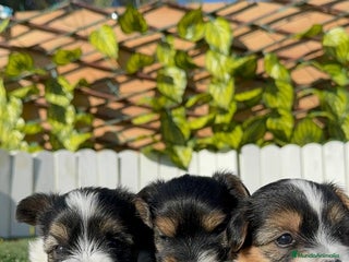 Yorkshire Terrier perros YORKSHIRE TERRIER BIEWER - Anuncio 1