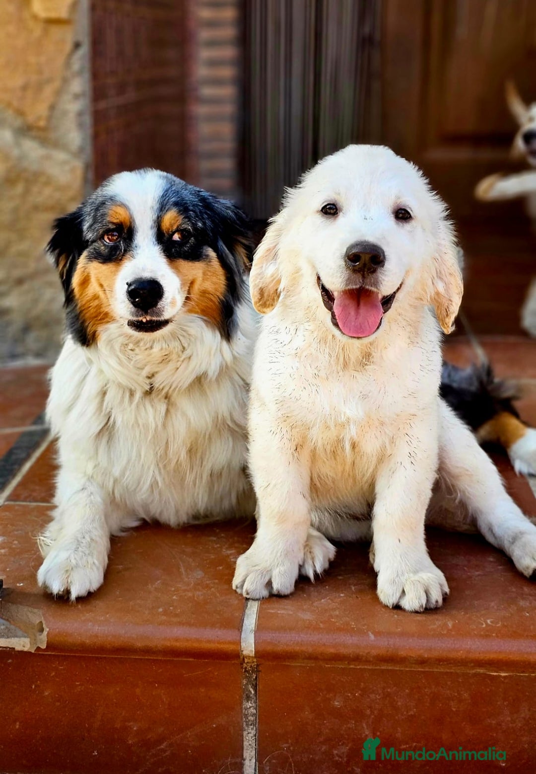 Golden Retriever perros en venta: Golden  - Imagen 2