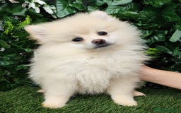 Pomerania perros en venta: Pomerania  - Anuncio 1