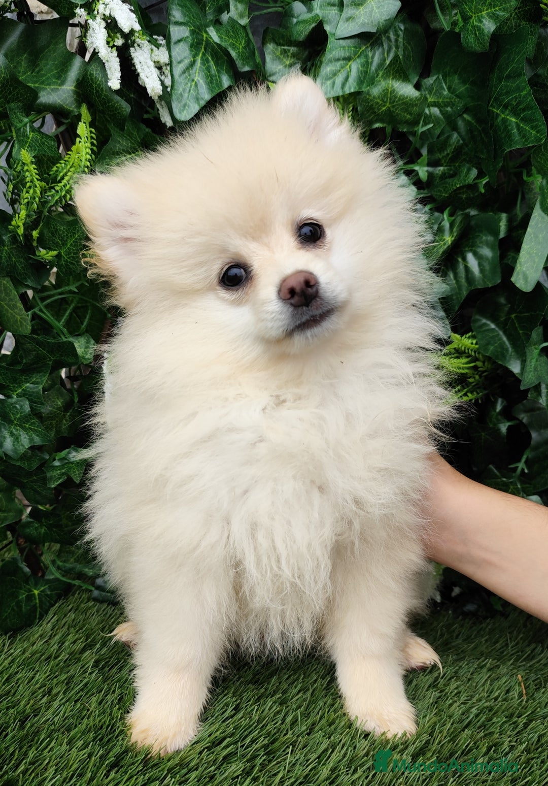 Pomerania perros en venta: Pomerania  - Anuncio 1