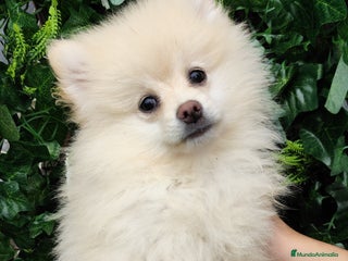 Pomerania perros Pomerania - Anuncio 1
