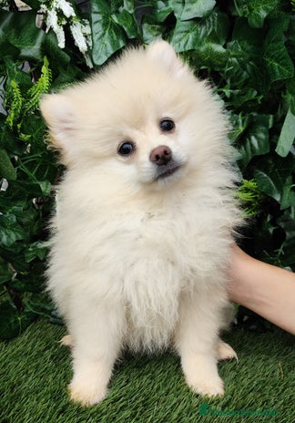 Pomerania perros Pomerania - Anuncio 9