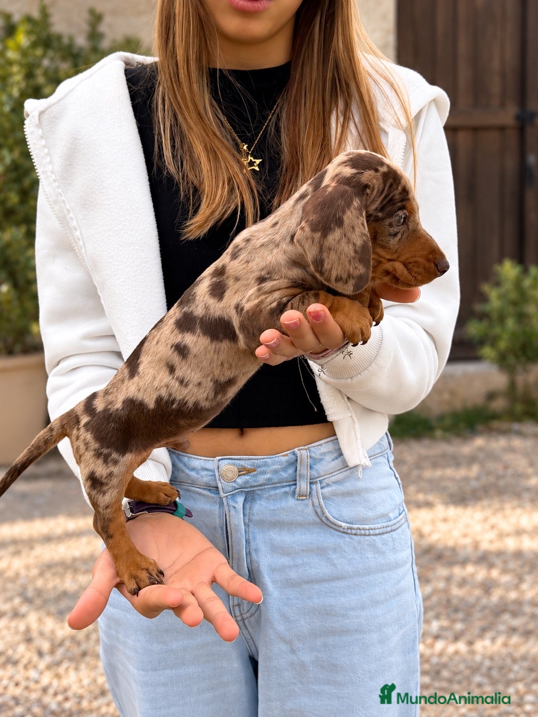 Teckel Miniatura perros en venta: Miniatura arlequín chocolate - Anuncio 1