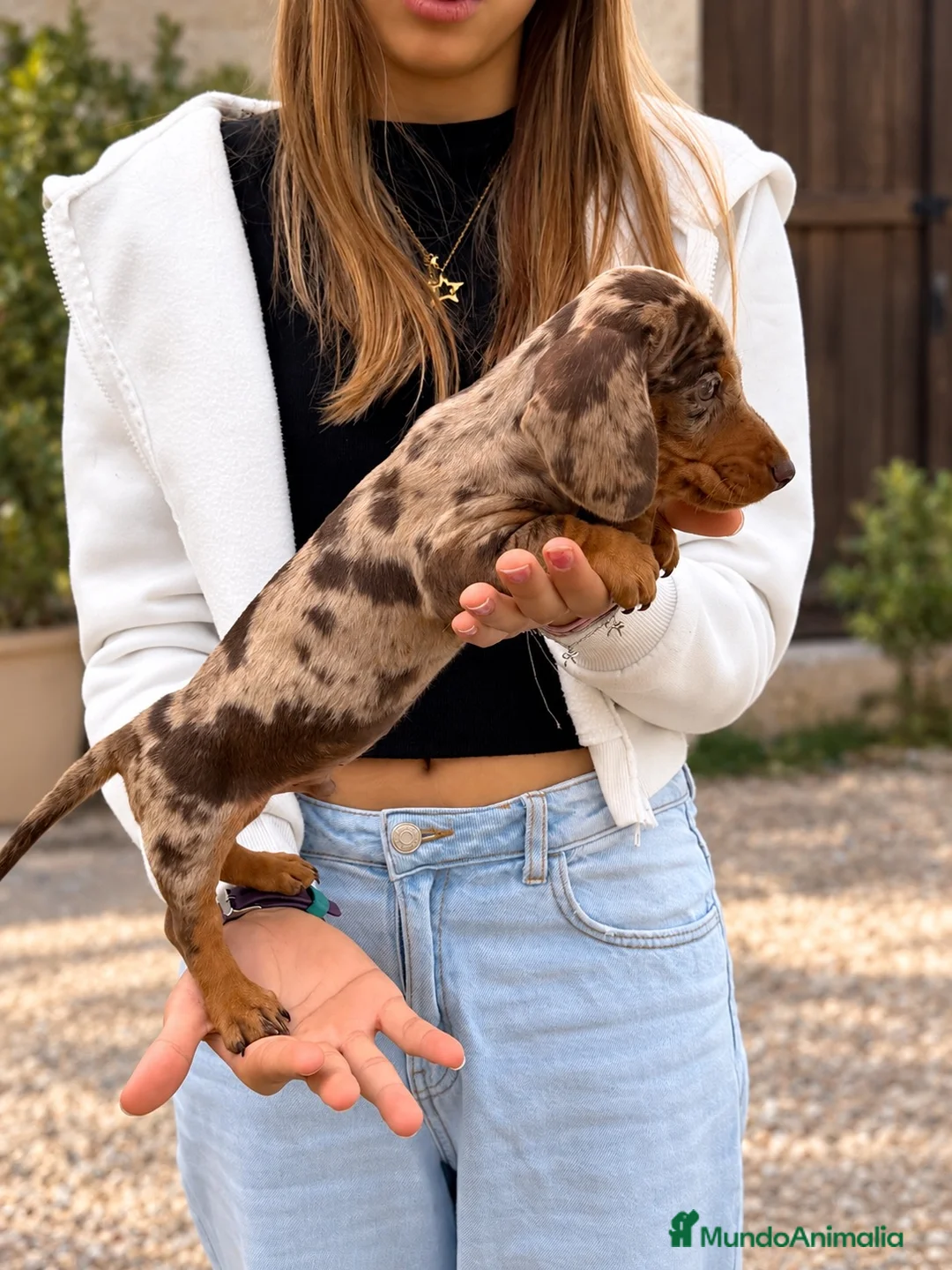 Teckel Miniatura perros en venta: Miniatura arlequín chocolate - Anuncio 1