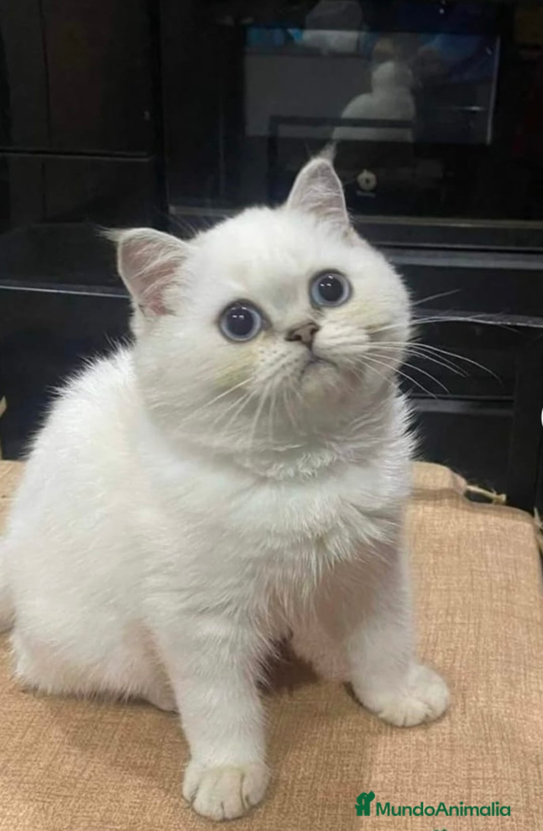 Británico de Pelo Corto gatos en venta: Cachorros british silver point - Imagen 1