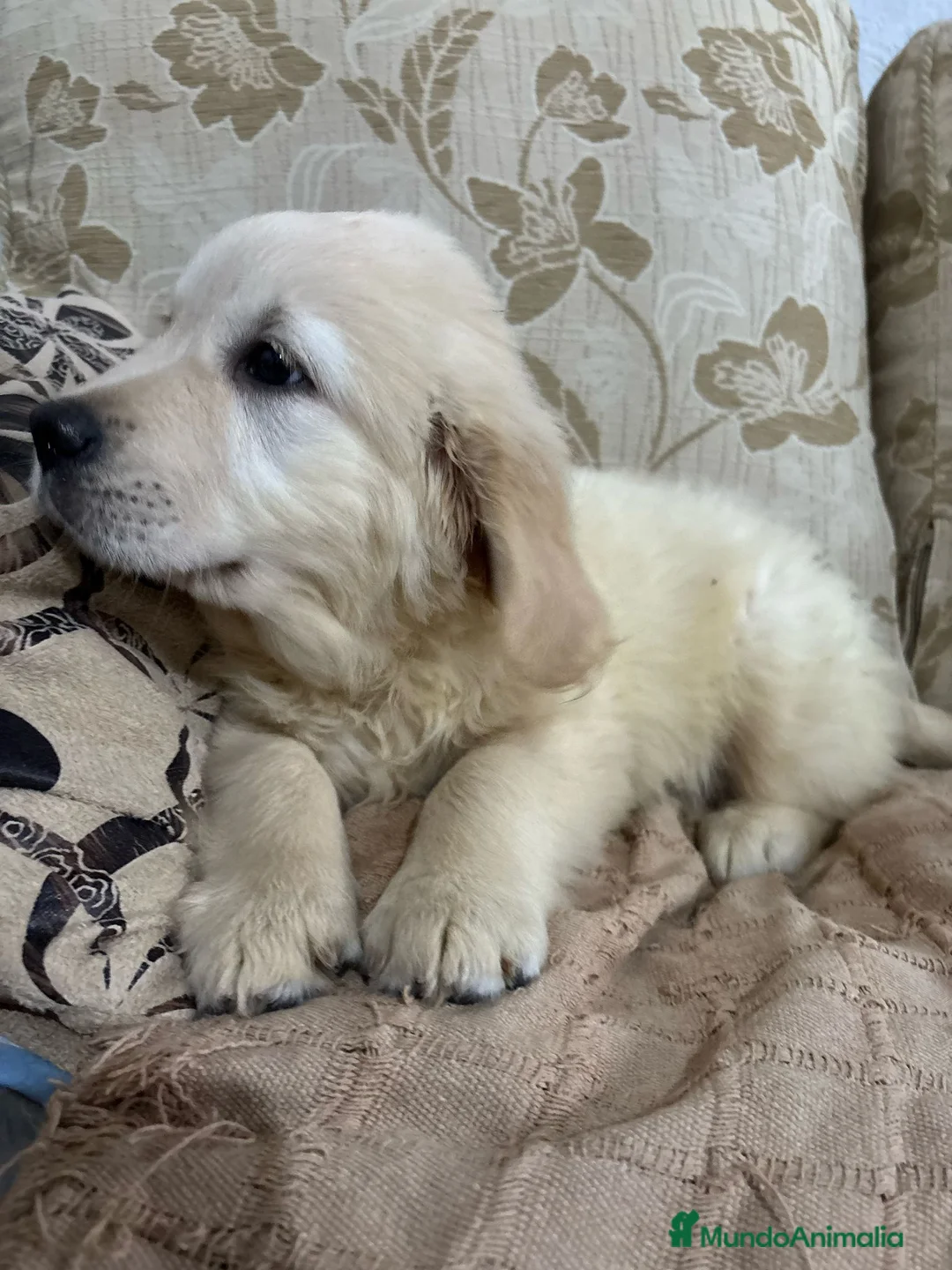 Golden Retriever perros en venta: Golden Retriever cachorros primeras líneas  - Anuncio 10