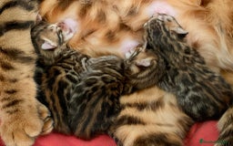 Bengalí gatos en venta: Camada de Gatitos Bengalí (Machos) - Imagen 4