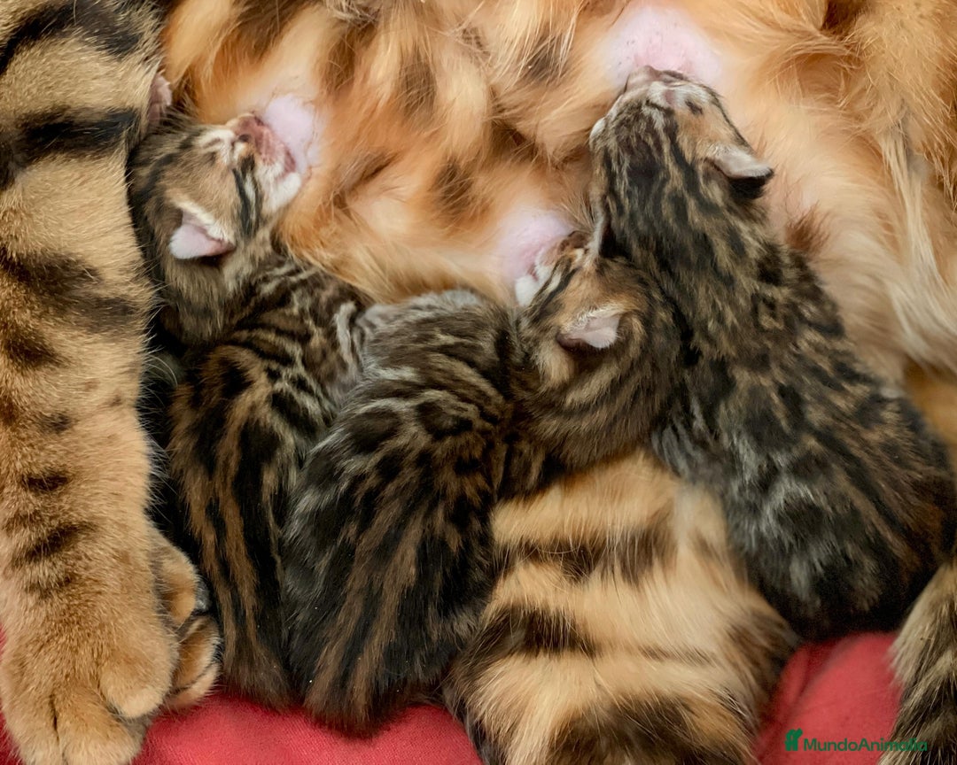 Bengalí gatos en venta: Camada de Gatitos Bengalí (Machos) - Imagen 4