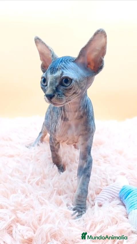 Sphynx gatos Preciosa Hembrita tabby  - Anuncio 2