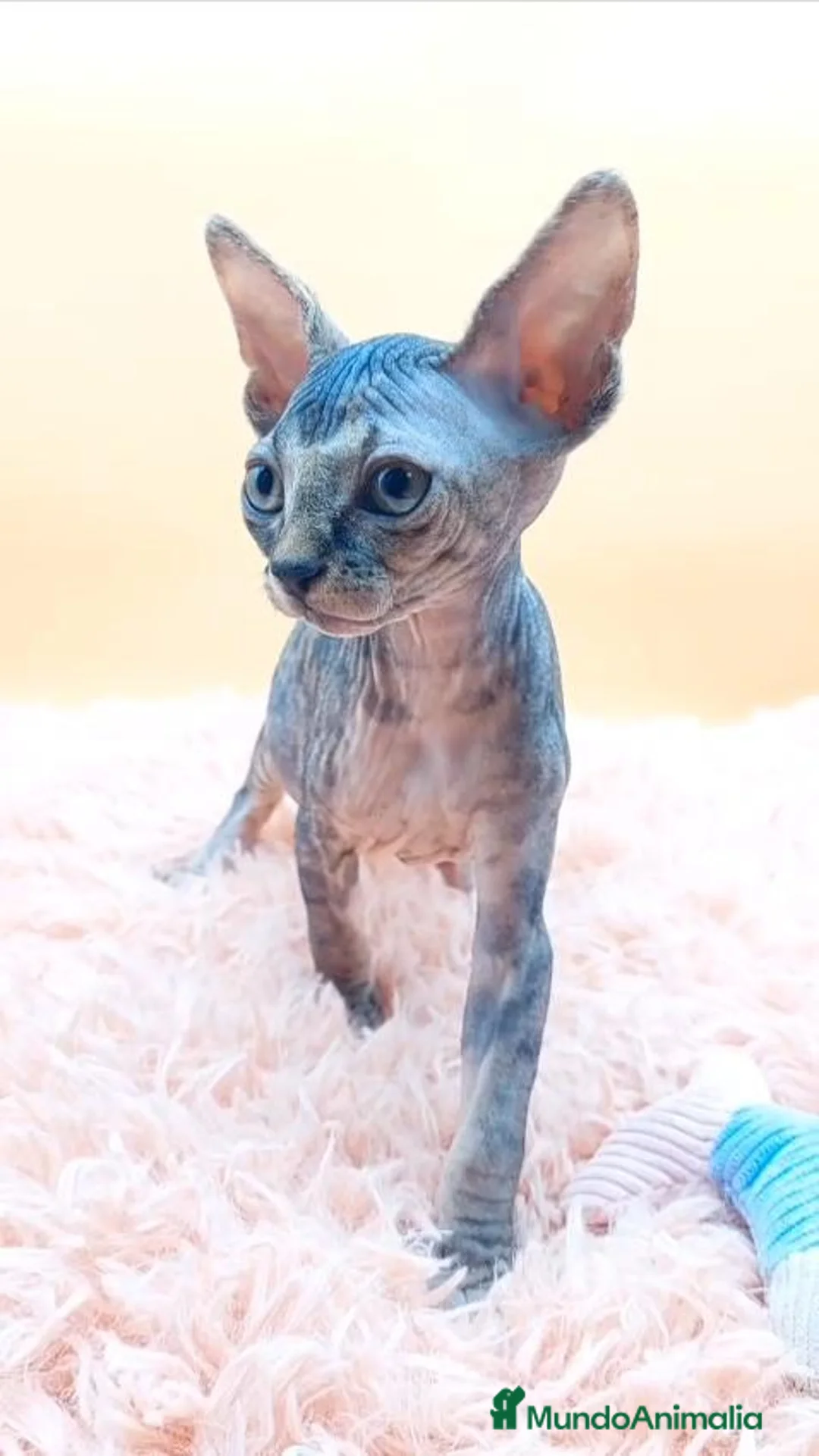 Sphynx gatos en venta: Preciosa Hembrita tabby  - Anuncio 1