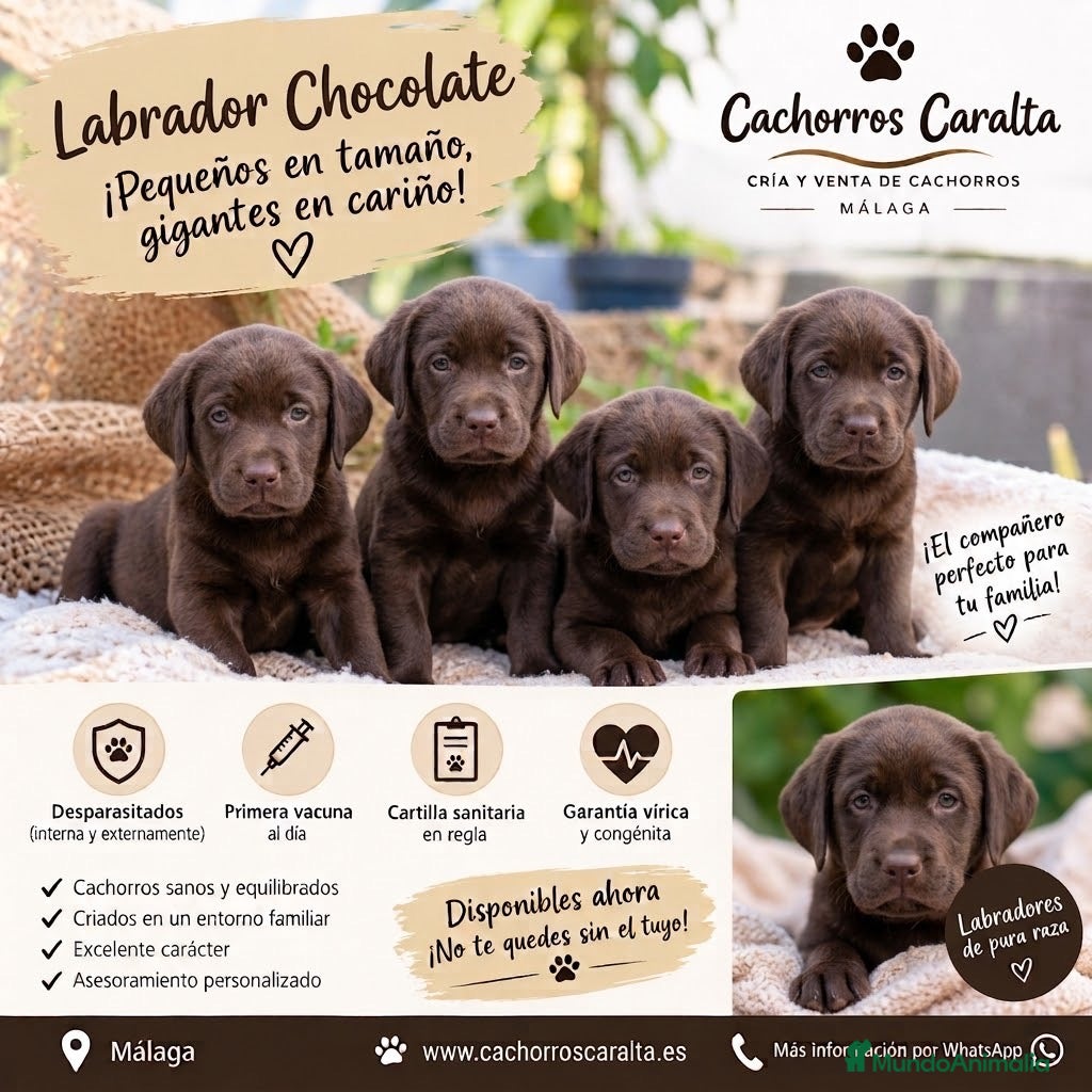 Labrador Retriever perros 🐶❤️ PRECIOSOS CACHORROS LABRADOR - Anuncio 4
