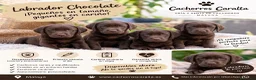 Labrador Retriever perros en venta: 🐶❤️ PRECIOSOS CACHORROS LABRADOR - Anuncio 1