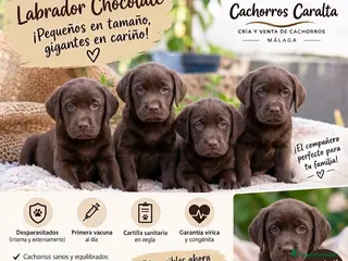 Labrador Retriever perros 🐶❤️ PRECIOSOS CACHORROS LABRADOR - Anuncio 4