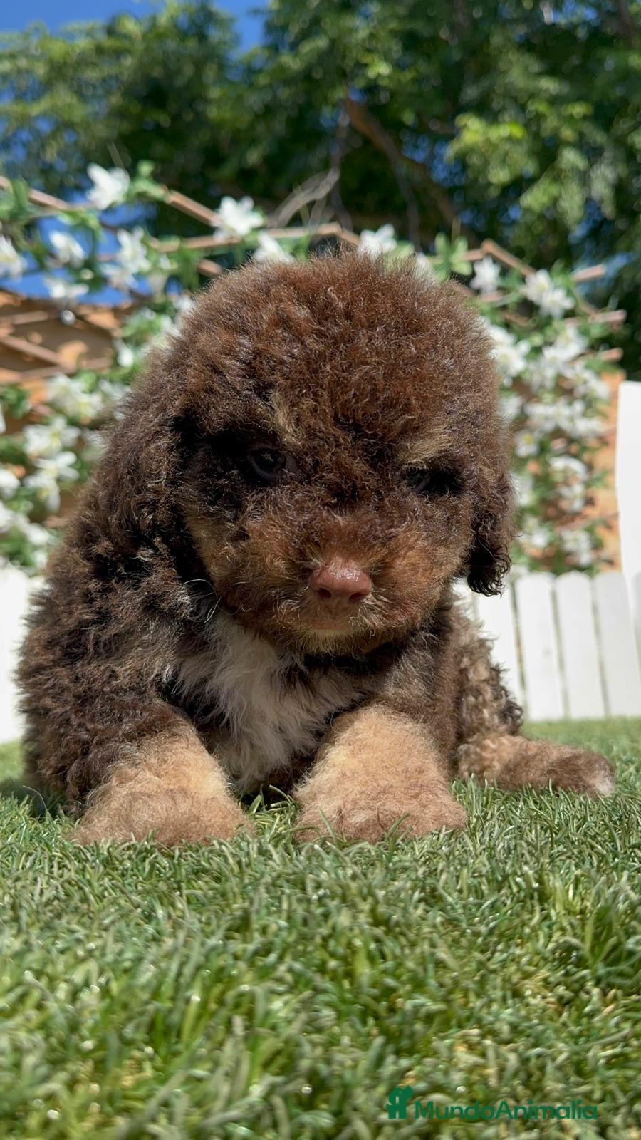 Perro de Agua Español perros en venta: PERRO DE AGUA ESPAÑOL - Anuncio 2